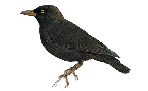 Mysterious Starling