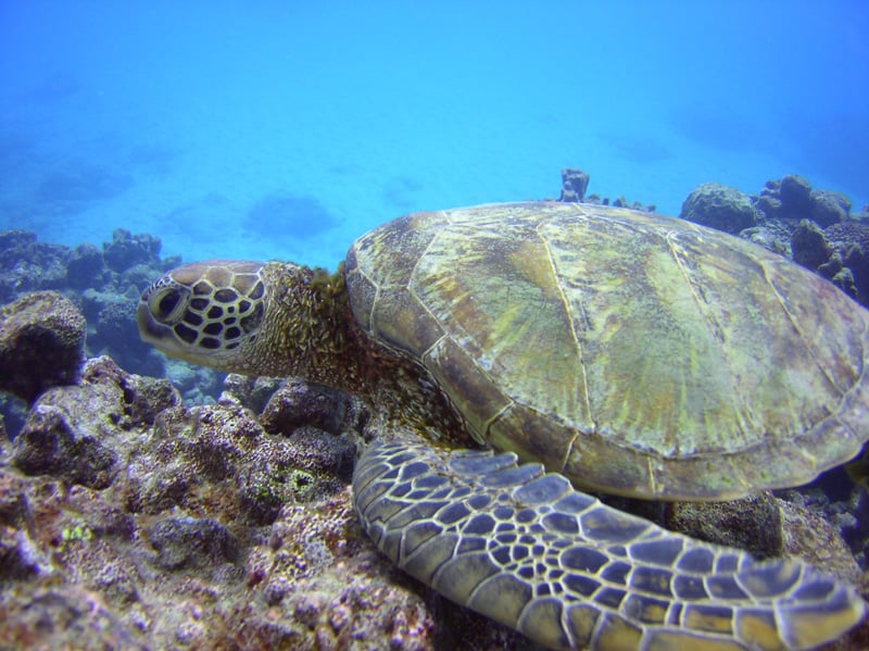 cook islands turtle
